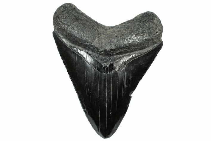 Serrated, Fossil Megalodon Tooth - South Carolina #307569